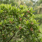Chiodi di Garofano Hand Picked