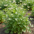 Coriandolo Extra Quality (Coriandrum Sativum L.)
