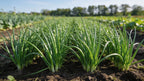 Erba Cipollina Premium
