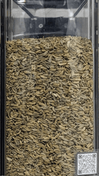 Finocchio semi Foeniculum Vulgare Qualità Superiore - Del Colle