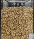 Avena decorticata integrale Prima Scelta (Avena Sativa) - Del Colle