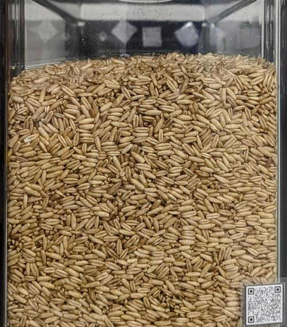 Avena decorticata integrale Prima Scelta (Avena Sativa) - Del Colle