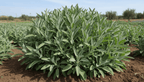 Salvia foglie Premium