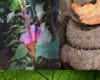 Spugna di Konjac Viso e Corpo