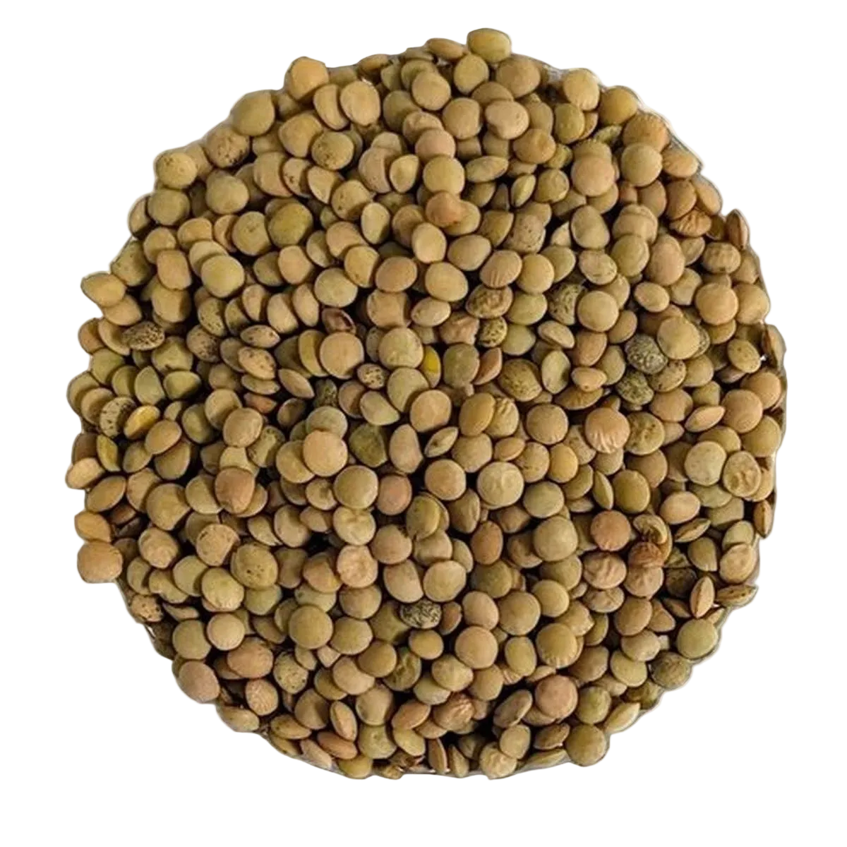Lenticchie Verdi BIO Qualità Superiore - Del Colle